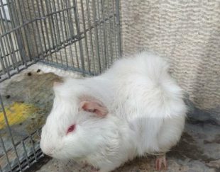 خوکچه هندی سفید خوشگل و با مزه