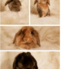واگذاری خرگوش های لوپ هلندی اصیل