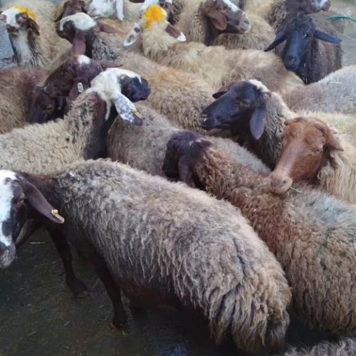 ۶۰راس گوسفند شیشک ابستن سنگین محله سنندج