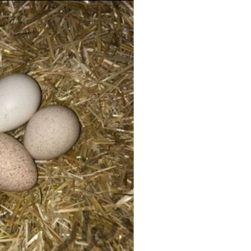خریدار تخم بوقلمون نطفه دار فقط در فیروزآباد