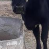فروش گاو شیری به همراه گوساله