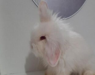 خرگوش لوپ اصیل هلندی