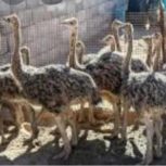 جوجه شتر مرغ