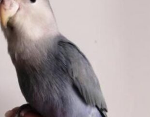 طوطی کوتوله برزیلی رزیکولیس آبی وایت فیس کاملا رام و دستی