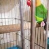 یک جفت طوطی برزیلی سالم و جوان و مولد به شرط