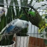 فروش مرغ عشق