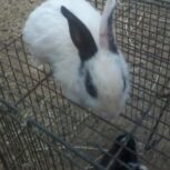 بچه خرگوش سفیدو رنگی