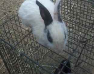 بچه خرگوش سفیدو رنگی