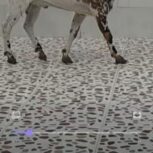 فروش کهره نر دورگه بربری بالغو سر حال