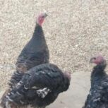 بوقلمون جوان یک نردو ماده