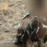 خریدار لاری اصل و نژاد دار