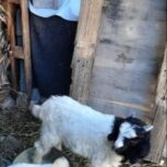 فروش یک جفت بچه کهره