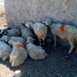 فروش گوسفند داشتی بره دار