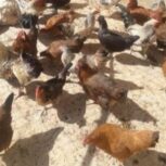 مرغ خروس محلی