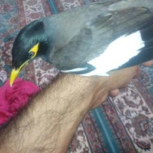 معاوضه با مرغ عشق