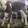 سه ماهه 100کیلویی گوساله وبیشتروزن عمده وجزی