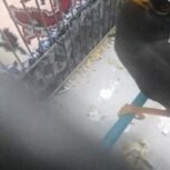 مرغ مینا نژاد افغان