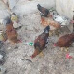 مرغ و خروس