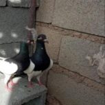 کبوتر یهودی نر