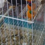 مینا گوشواره ای سخن گو ن