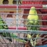 یک جفت مرغ عشق نر و ماده توافقی