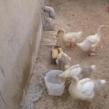 جوجه غاز.یه ماهه