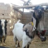 فروش دوتا بز پاکستانی به شرط3قلو زا