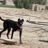 فروشی سگ نگهبان عالی درجه یک