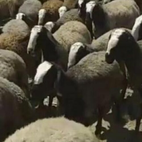 فروش تعدادی بره قزل میش گوسفند شال