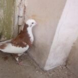 کبوتر ابلغ