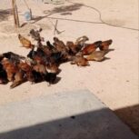 مرغ و خروس محلی عشایری