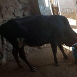 فروش یک گاوخوب