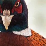 قرقاول آمریکایی