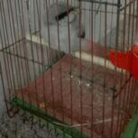 فروش جوجه دومینو