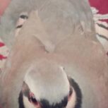 سه عدد کبک بالغ