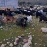 بز داشتی جوان