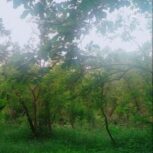 باغ ثمری انار