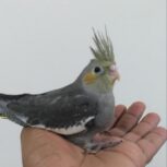 جوجه عروس هلندی سرلاکی و نزدیک دونه خور