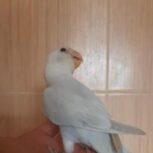 کوتوله البینو دستی