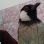 بلبل خرما دستی