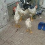 فروش 4عدد جوجه خروس ویک عددجوجه مرغ