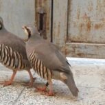 یک جفت کبک کوهی نر و ماده