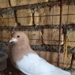 کبوتر یال زردبی نقص.نورآبادممسنی