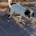 فروش بزغاله