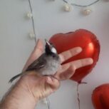 جوجه بلبل خرما دستی با قفس و وسایل