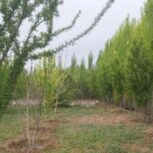 باغ سیخ دارنگون