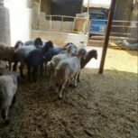 بره ماده و تقلی