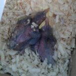 مینا جوجه افغانی اصل