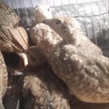 جوجه 35 روزه