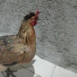 فروس مرغ محلی